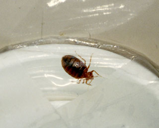 <strong>Bed Bug</strong> <p>This is a full-grown bedbug. Bedbugs are small brown bugs which are less than ¼ of an inch (6 mm) long. Bedbugs hide in the seams, folds and creases of mattresses and upholstery.  They come out at night. During the day, you might see signs of them, such as shed skin, waste or blood marks on the linens.</p>
