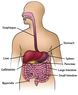 <strong>Anatomy - Gastrointestinal</strong>