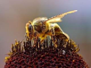 <strong>Honeybee Collecting Pollen</strong> 
