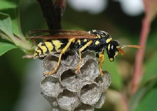 <strong>Paper Wasp</strong> <p>A paper wasp in its nest.</p>
