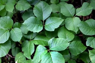 <strong>Poison Ivy Plant (Example 1)</strong> <p>The leaves appear in groups of three.</p><p>Poison ivy grows as a small plant, as a bush, or as a vine. </p>