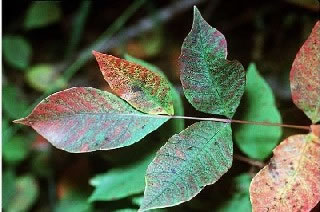 <strong>Poison Sumac Plant</strong> <p>Poison sumac can have groups of 6-12 leaves.  Each stem has leaves growing across (parallel) from each other.  Young plants are red or red-brown.  As a poison sumac plant grows older, the leaves will become brown or grey.</p>