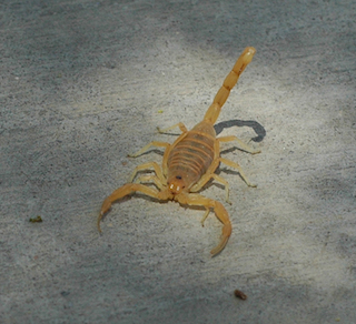 <strong>Scorpion</strong> <p>This image shows the bark scorpion of Arizona.</p>
