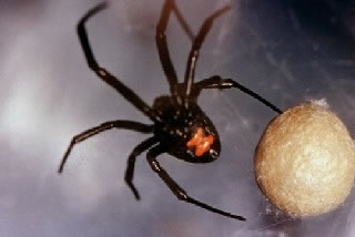 <strong>Black Widow Spider</strong> <p>This is a photo of the Black Widow spider.</p><ul><li>The black widow is shiny and black, with long legs (total width 1 inch). </li><li>A red or orange hourglass-shaped marking may be on its underside. However, this marking is not present in all black widow spiders.</li></ul>