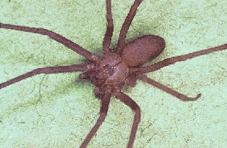 <strong>Brown Recluse Spider</strong> <p>This is a photo of the Brown Recluse Spider. </p><ul><li>It is a brown spider with long legs (total width 1/2 inch). </li><li>A violin-shaped marking can be seen on its back.</li></ul>