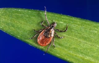 <strong>Deer Tick (Black-Legged Tick)</strong> <p>The Deer Tick (also called black-legged tick) is between the size of a poppy seed and an apple seed. </p><p>The deer tick is found on a wide rage of hosts including mammals, birds and reptiles.</p><p>This tick can transmit Lyme disease to humans and animals during feeding; this occurs when the tick inserts its mouth parts into the skin of a host and slowly ingests the host's blood. </p>