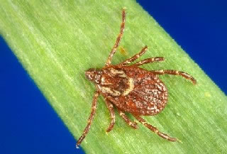 <strong>Wood Tick (Dog Tick)</strong> <p>This is a picture of a brown Wood Tick.</p><p>The Wood Tick (also called dog tick) can sometimes transmit Rocky Mountain spotted fever and Colorado tick fever.</p>